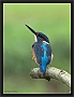 ijsvogel DSC_0009-01